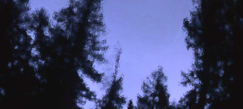 Photo of a reflection of fir trees