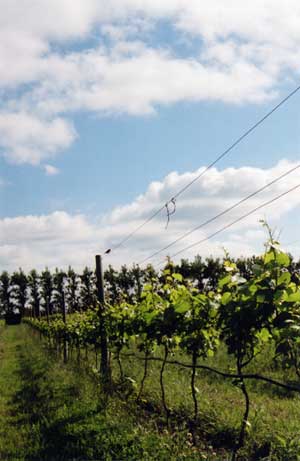 vineyard