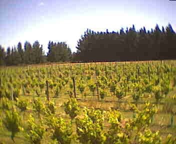 vineyard