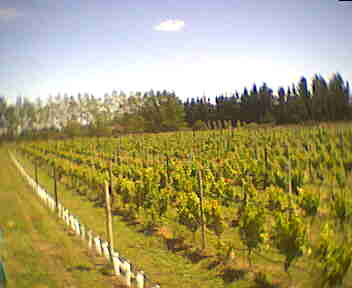 vineyard